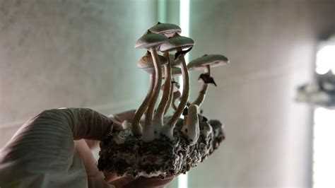 A guide to ordering magic mushrooms online in my area